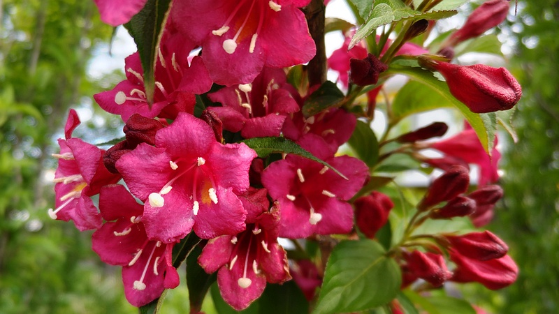 オオベニウツギの花 横浜市旭区鶴ヶ峰本町