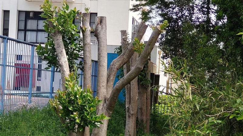 トウネズミモチの剪定跡 横浜市旭区鶴ヶ峰鶴ヶ峰本町公園