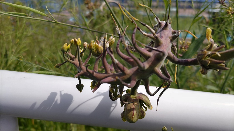 カラシナの病 横浜市旭区鶴ヶ峰鶴ヶ峰本町公園