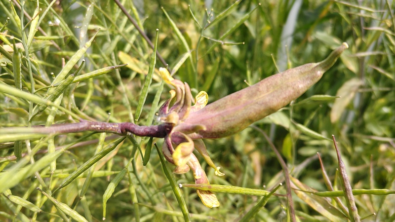 カラシナの病 横浜市旭区鶴ヶ峰鶴ヶ峰本町公園