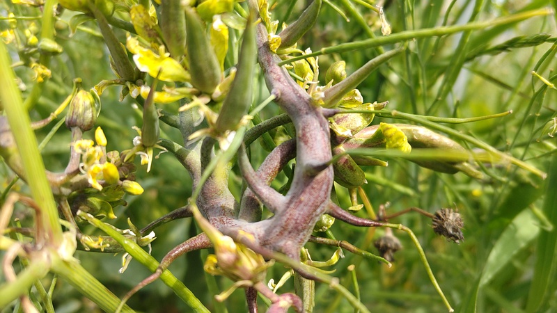 カラシナの病 横浜市旭区鶴ヶ峰鶴ヶ峰本町公園