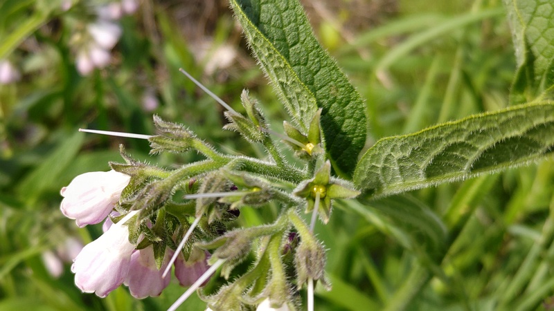 ヒレハリソウの花 横浜市旭区鶴ヶ峰本町