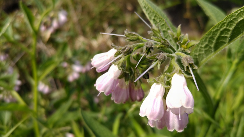 ヒレハリソウの花 横浜市旭区鶴ヶ峰本町