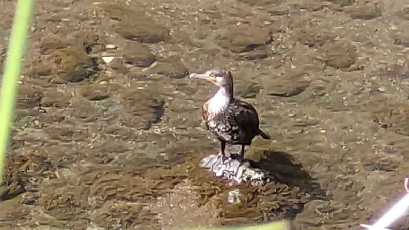 カワウ 横浜市旭区鶴ヶ峰本町