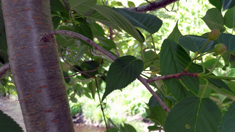 ヤマザクラの果実 横浜市旭区鶴ヶ峰本町