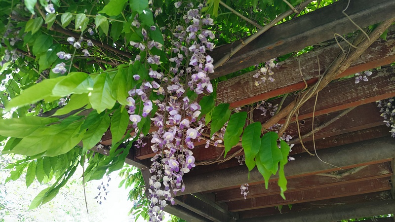 フジの花 横浜市旭区今宿東町