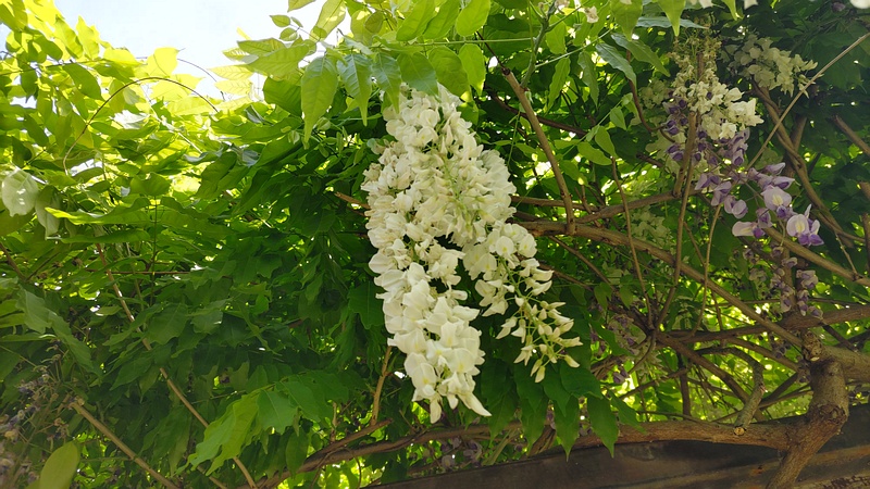 フジの花 横浜市旭区今宿東町