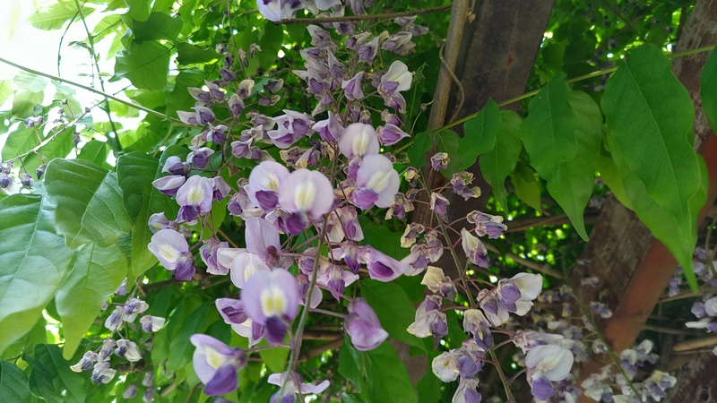フジの花 横浜市旭区今宿東町