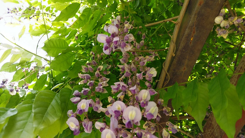 フジの花 横浜市旭区今宿東町