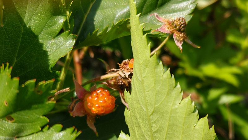 カジイチゴの果実 横浜市旭区今宿東町