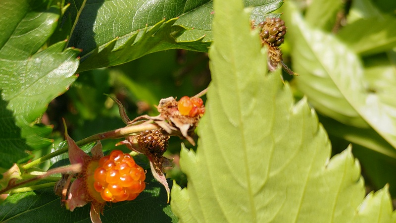 カジイチゴの果実 横浜市旭区今宿東町