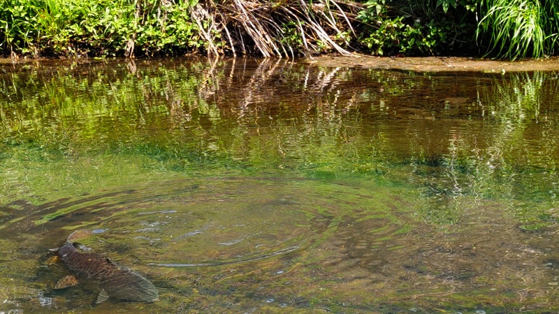 コイ 横浜市旭区今宿東町