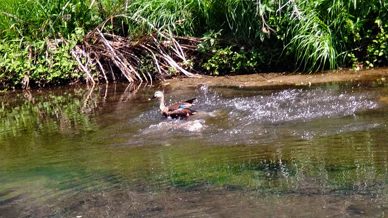 カルガモ 横浜市旭区今宿東町
