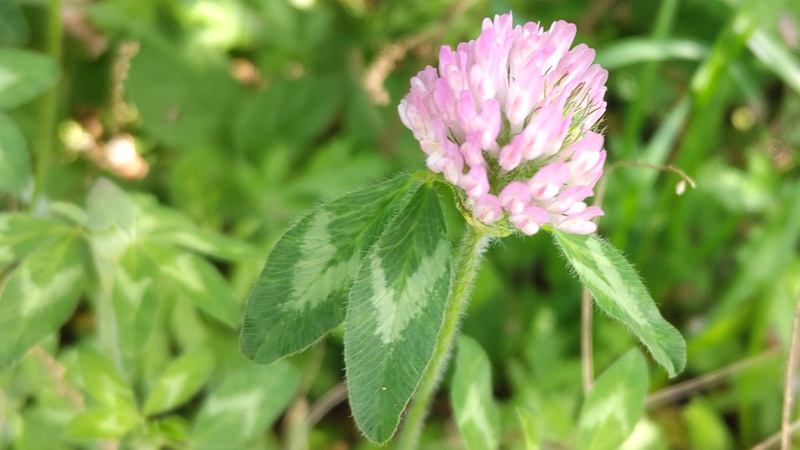 ムラサキツメクサの花 横浜市旭区今宿東町