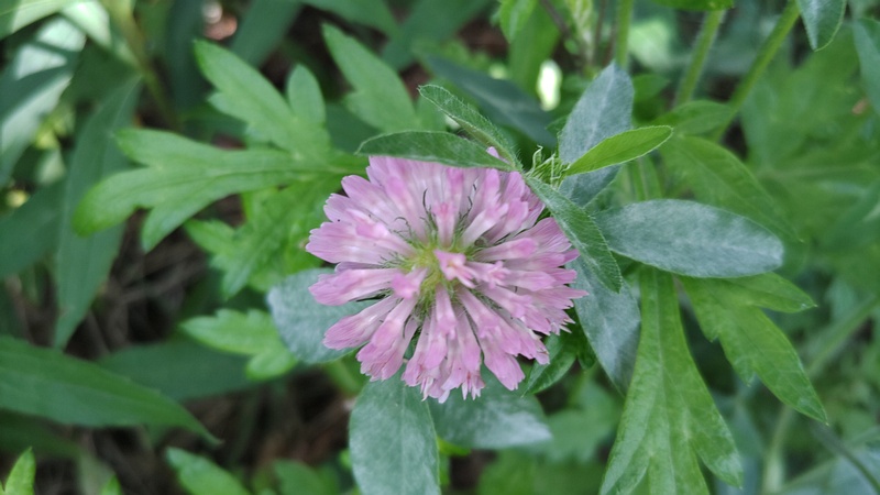 ムラサキツメクサの花 横浜市旭区今宿東町