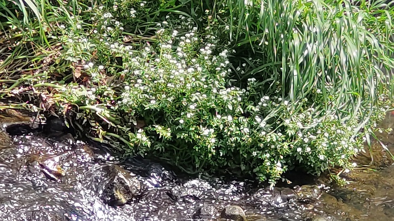 オランダガラシの花 横浜市旭区今宿東町