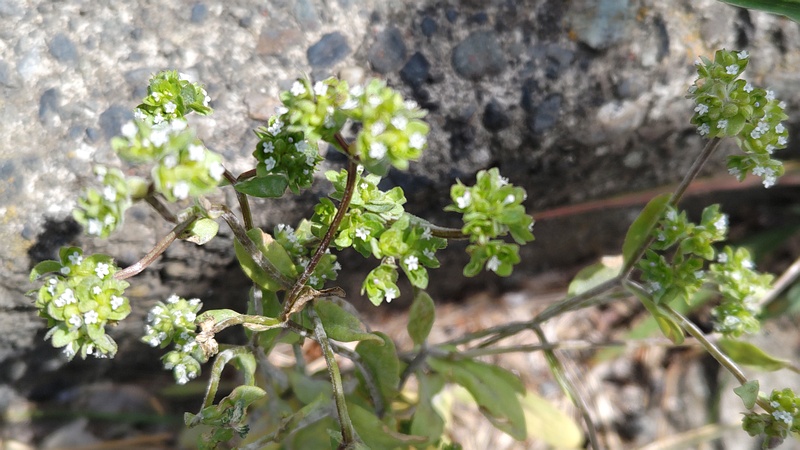 ノヂシャの花 横浜市旭区今宿東町