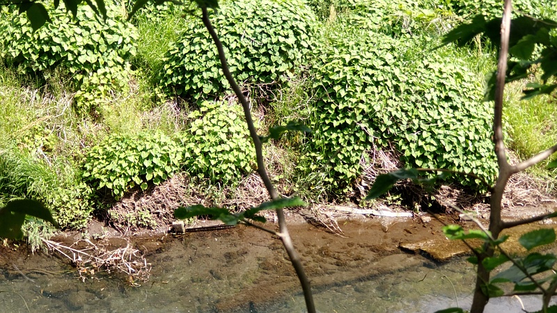 シャクチリソバ 横浜市旭区今宿南町