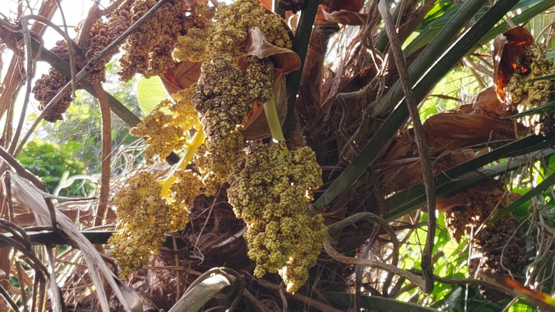 トウジュロの雄花 横浜市旭区今宿南町