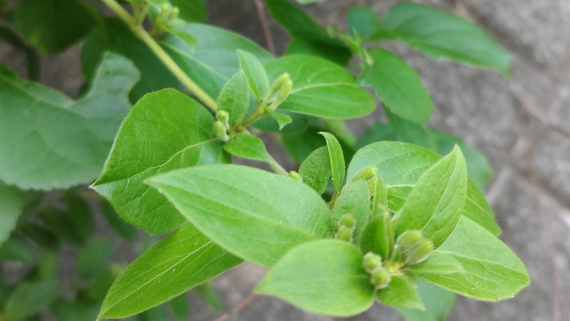 スイカズラの蕾 横浜市旭区今宿南町
