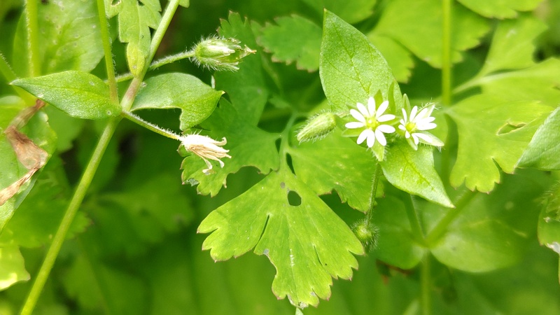 ハコベの花 横浜市旭区今宿南町