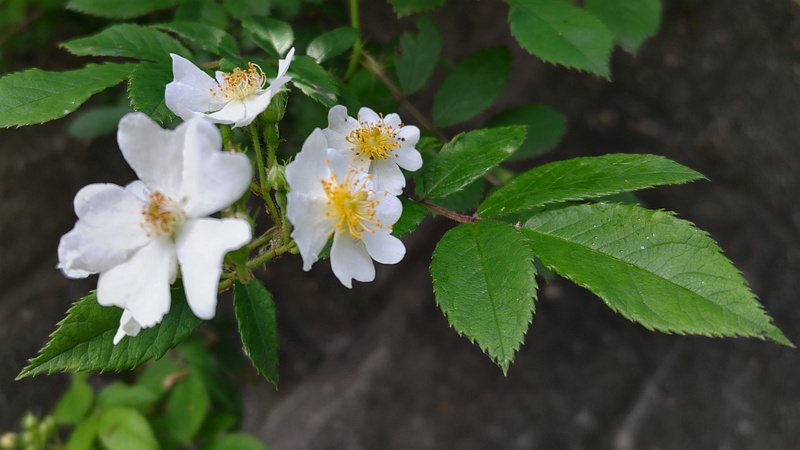ノイバラの花 横浜市旭区今宿南町