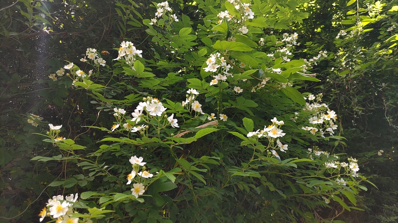 ノイバラの花 横浜市旭区今宿南町