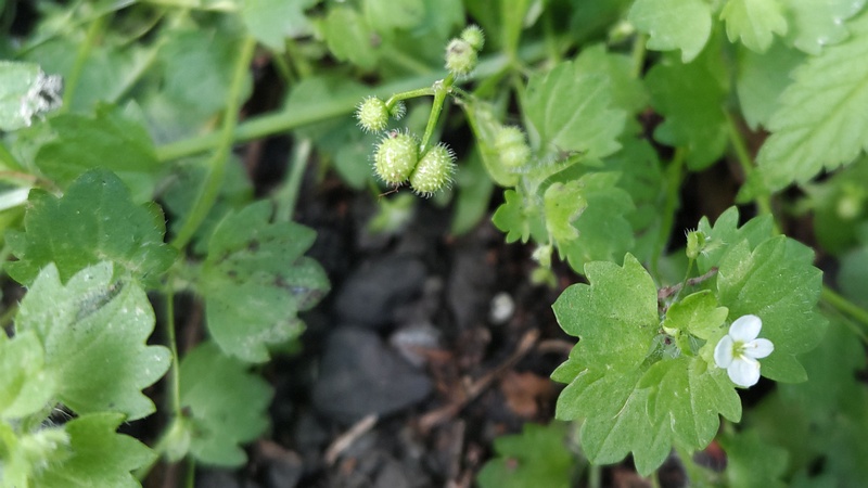 イヌノフグリの花と果実 横浜市旭区今宿南町