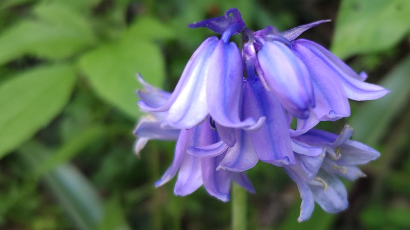ツリガネズイセンの花 横浜市旭区今宿南町