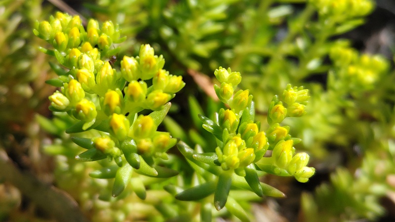 マンネングサの蕾 横浜市旭区今宿南町