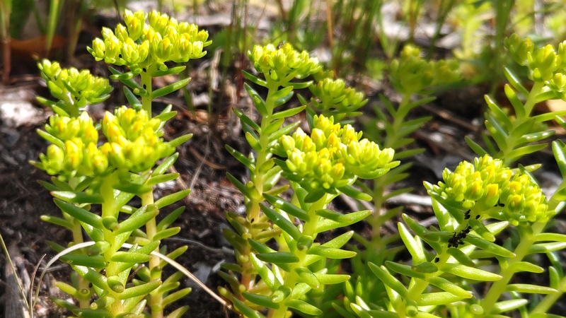 マンネングサの蕾 横浜市旭区今宿南町