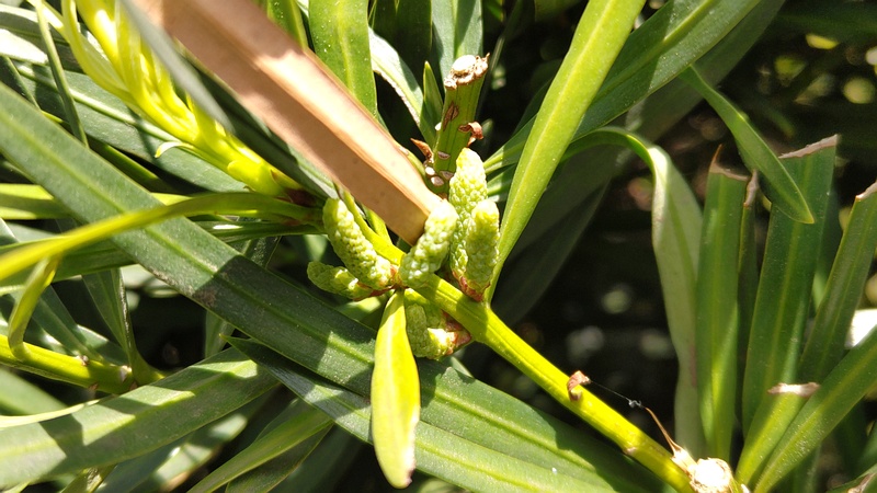 イヌマキの蕾 横浜市旭区今宿南町