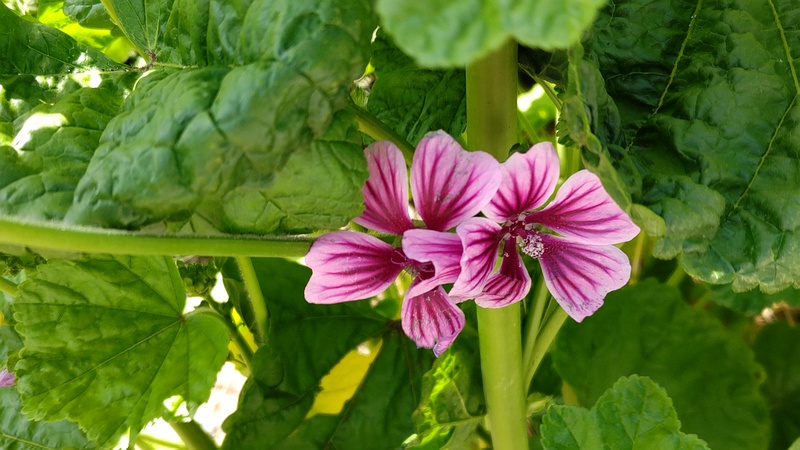 ゼニアオイの花 横浜市旭区今宿南町