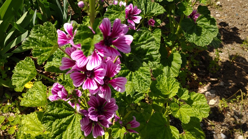 ゼニアオイの花 横浜市旭区今宿南町