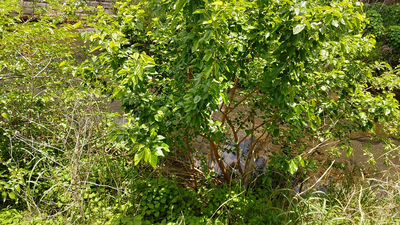 クワ 横浜市旭区今宿南町