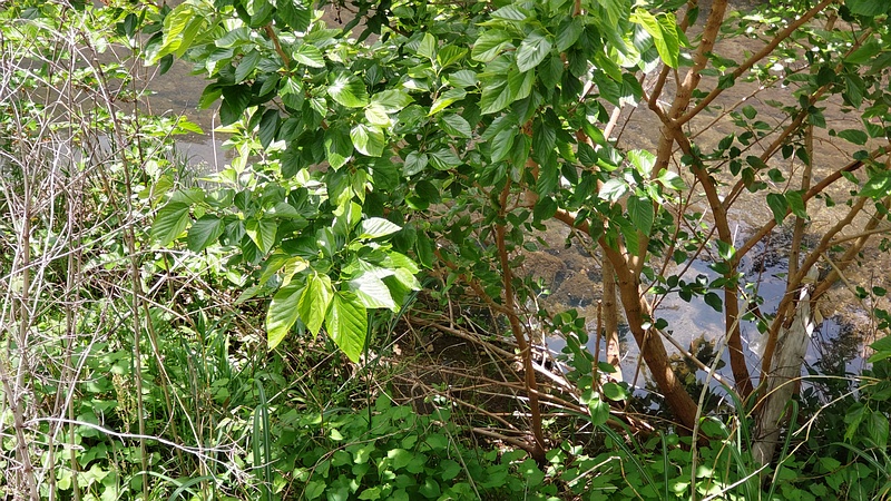 クワ 横浜市旭区今宿南町