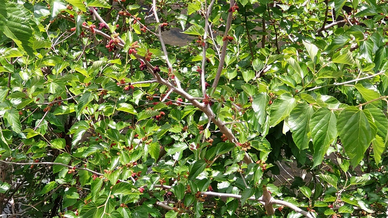 クワの果実 横浜市旭区今宿南町