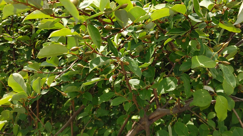 ナツグミの果実 横浜市旭区今宿南町