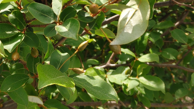 ナツグミの果実 横浜市旭区今宿南町