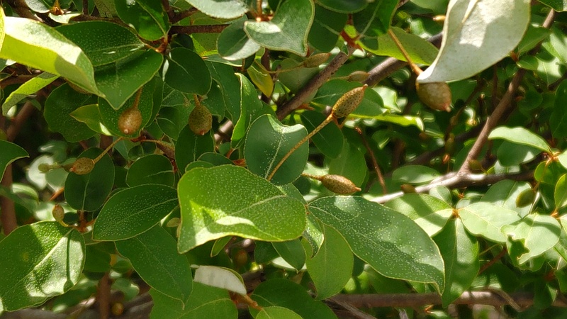 ナツグミの果実 横浜市旭区今宿南町