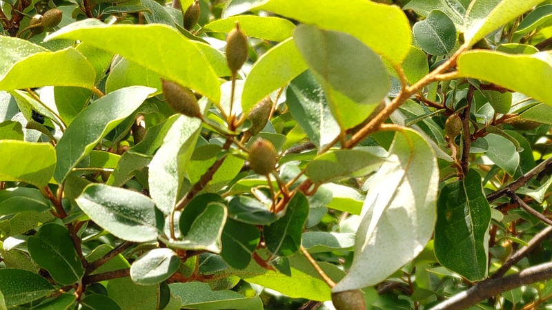 ナツグミの果実 横浜市旭区今宿南町