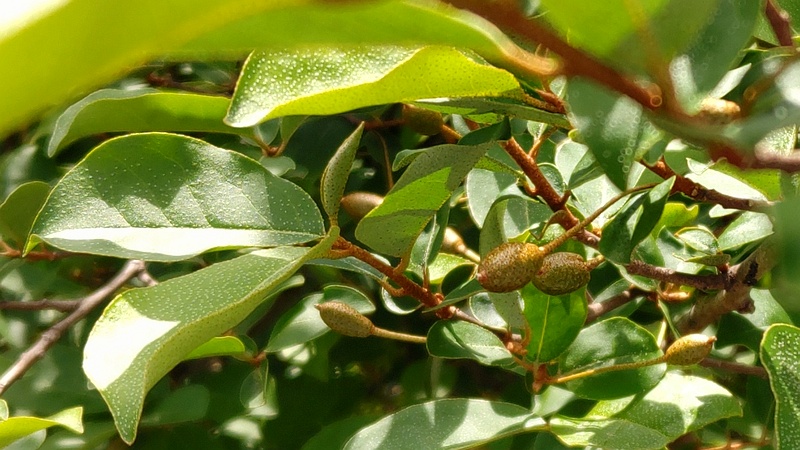 ナツグミの果実 横浜市旭区今宿南町