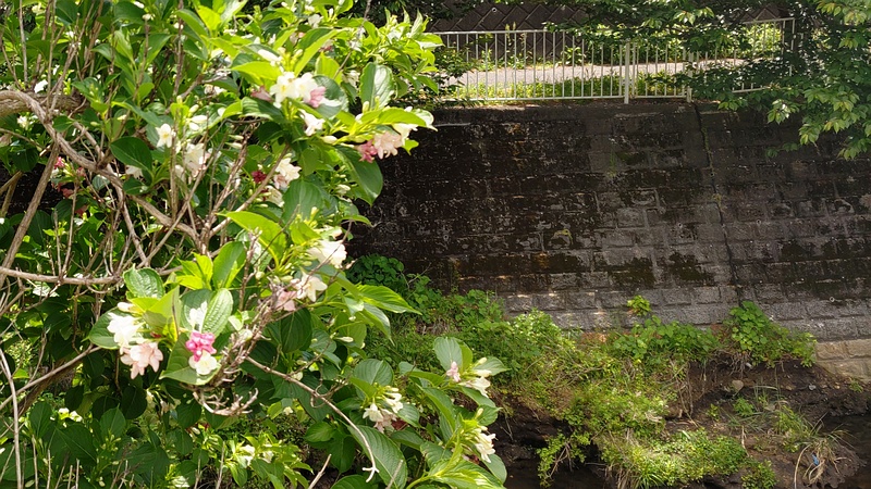 ハコネウツギの花 横浜市旭区今宿南町