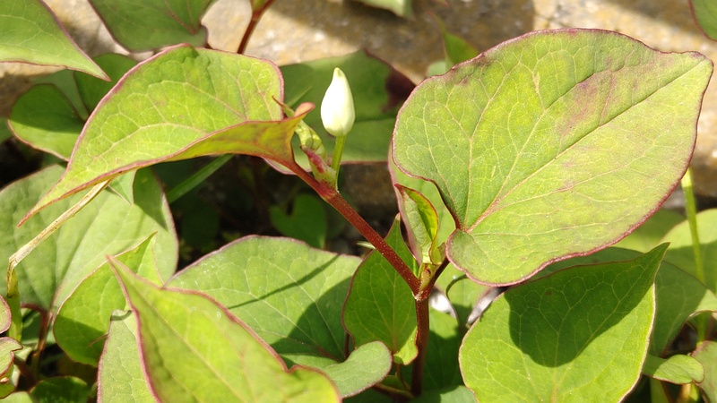 ドクダミの蕾 横浜市旭区今宿南町
