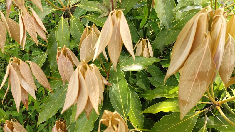 シロダモの若葉 横浜市旭区今宿南町