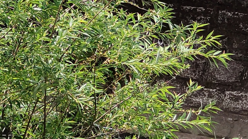 タチヤナギ 横浜市旭区今宿南町