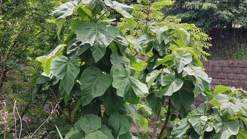キリ 横浜市旭区今宿東町