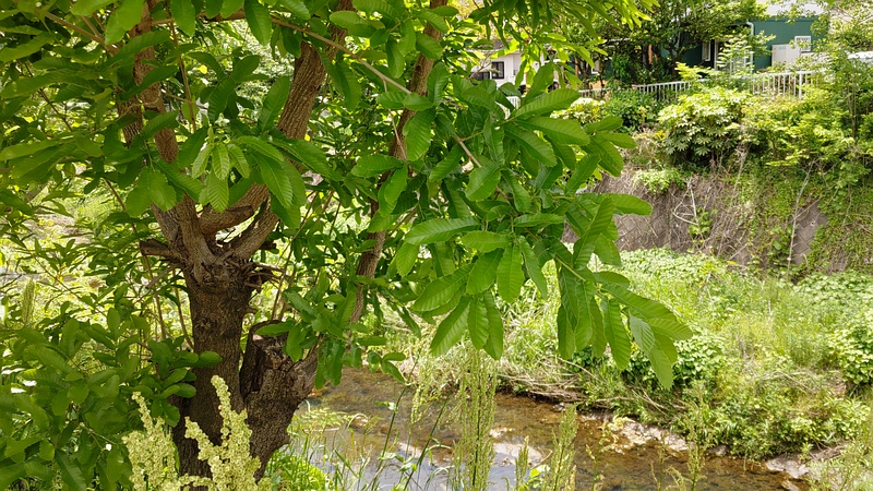 クヌギ 横浜市旭区今宿東町