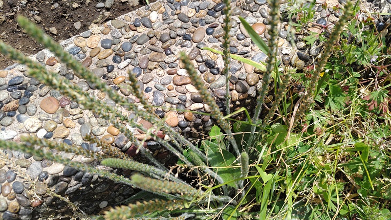 ツボミオオバコ 横浜市旭区鶴ヶ峰本町
