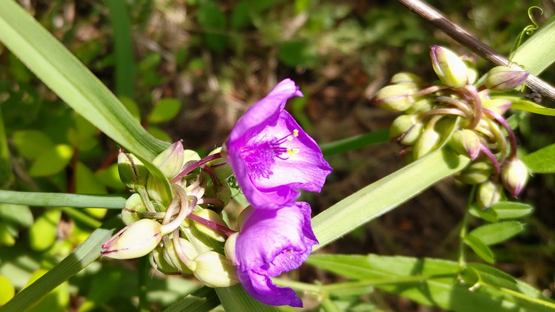 ムラサキツユクサの花 横浜市旭区鶴ヶ峰本町